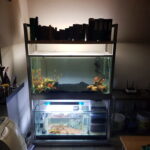 Bookshelf Fish tank (2) Bookshelf Fish tank (2)